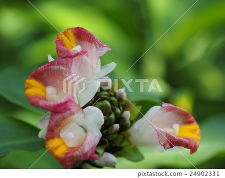 California · Gold 24902331