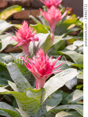 Close up pink flower of Bromeliad Close up pink flower of Bromeliad 24902712