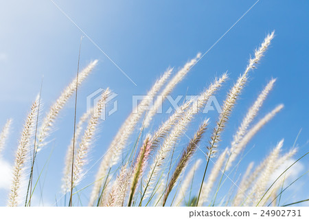 Cogon Grass on blue sky background Cogon Grass on blue sky background 24902731
