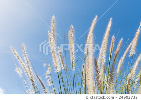 Cogon Grass on blue sky background Cogon Grass on blue sky background 24902732