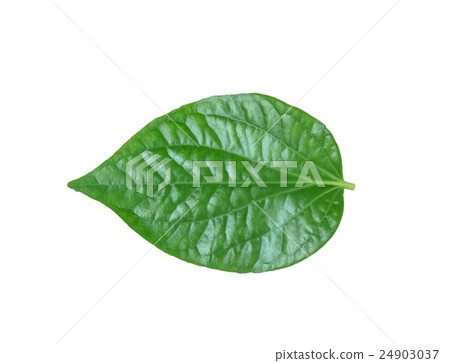 Chaplo or piperaceae on white background 24903037