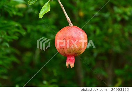 pomegranate  24903153