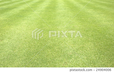 Grass green background Grass green background 24904006