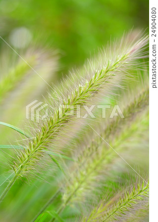 Tikarashiba Tikarashiba 24904080