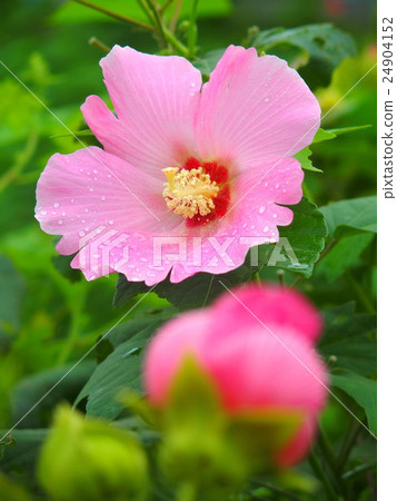 Fuyo flowers after the rain Fuyo flowers after the rain 24904152