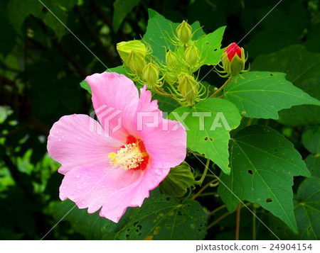 雨後的油炸花 雨後的油炸花 24904154