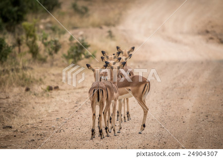 Group of female Impalas from behind. 24904307