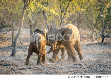 Young African elephants playing. 24904334