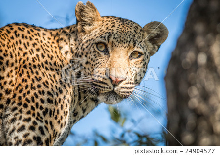 A Leopard looking back in the Kruger. 24904577