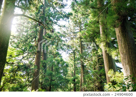 雪松大道 雪松大道 24904600