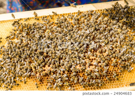 Beekeepers Beekeepers 24904683