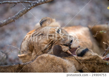 Eating Lion in the Kruger. Eating Lion in the Kruger. 24904753