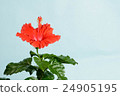 Hibiscus 24905195
