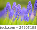 Muscari 24905198