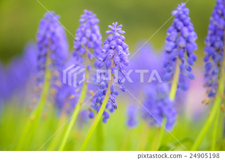 Muscari 24905198