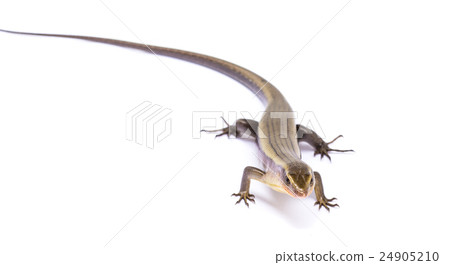 Eutropis multifasciata 24905210