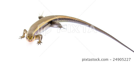 Eutropis multifasciata 24905227