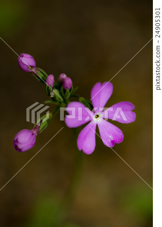 報春花 報春花 24905301