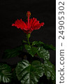 Hibiscus 24905302
