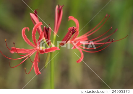 Cluster amaryllis 24905373