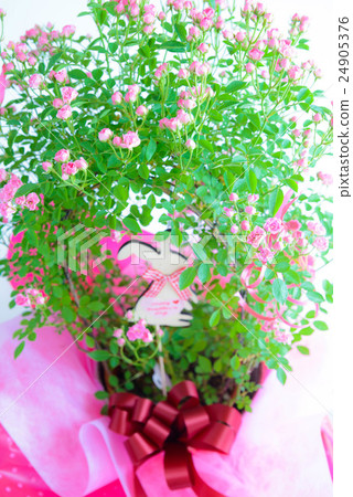 花束 花束 24905376