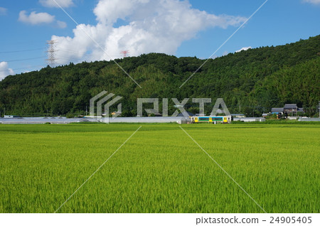 Kurumin線 Kurumin線 24905405