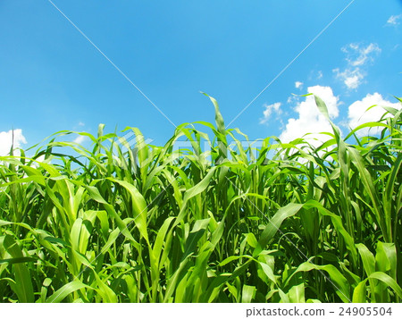 Sorgo and summer sky 24905504