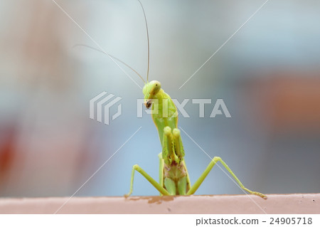 Mantis 24905718