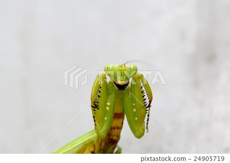 Mantis 24905719