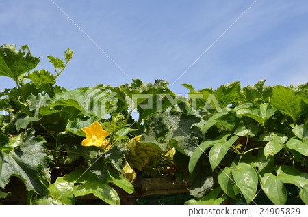 Dutch eggplant flower in park 24905829