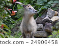Japanese serow 24906458