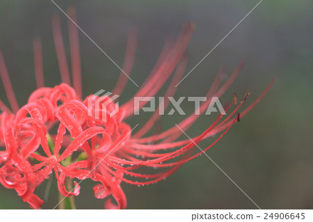 A cluster amaryll popular with autumn rain 24906645