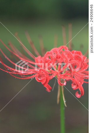 A cluster amaryll popular with autumn rain 24906646