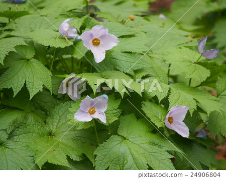 Shiraneeao（群馬縣）的花 24906804