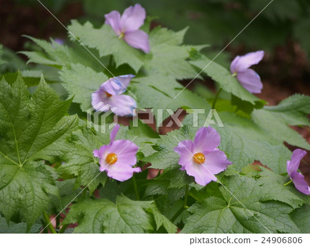 Shiraneeao（群馬縣）的花 24906806