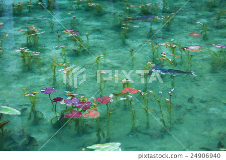 Pond of monet 24906940