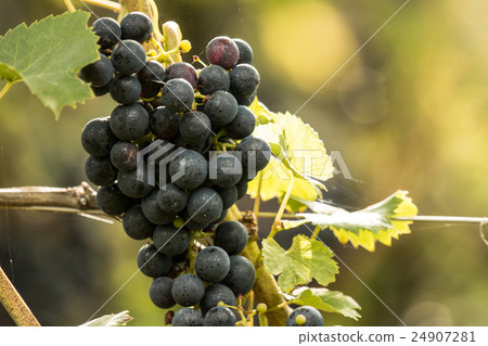 Blue ripe tasty grapes (Vitis vinifera) 24907281