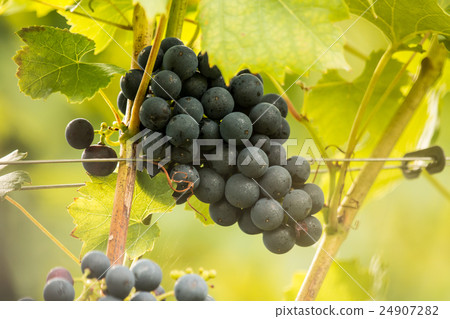 Blue ripe tasty grapes (Vitis vinifera) 24907282