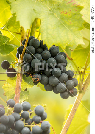 Blue ripe tasty grapes (Vitis vinifera) 24907283