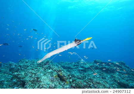 藍色的大海和鏟子 藍色的大海和鏟子 24907312