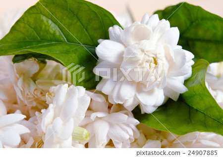Jasmine flowers isolated on wooden board 24907885