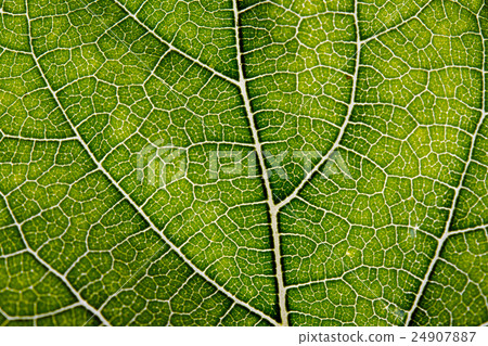Leaf texture abstract background  24907887