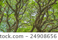 big tree 24908656