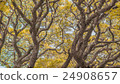 Autumn season, Yellow Leaf 24908657