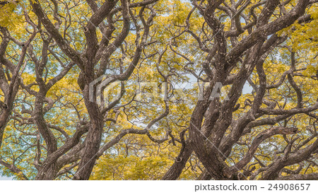 Autumn season, Yellow Leaf Autumn season, Yellow Leaf 24908657
