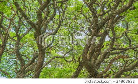 big tree big tree 24908658