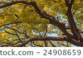 Autumn season, Yellow Leaf 24908659