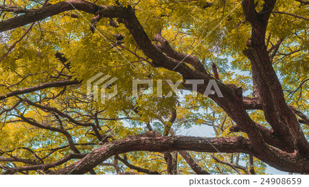 Autumn season, Yellow Leaf Autumn season, Yellow Leaf 24908659
