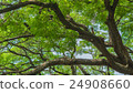 big tree 24908660