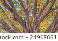 Autumn season, Yellow Leaf 24908661